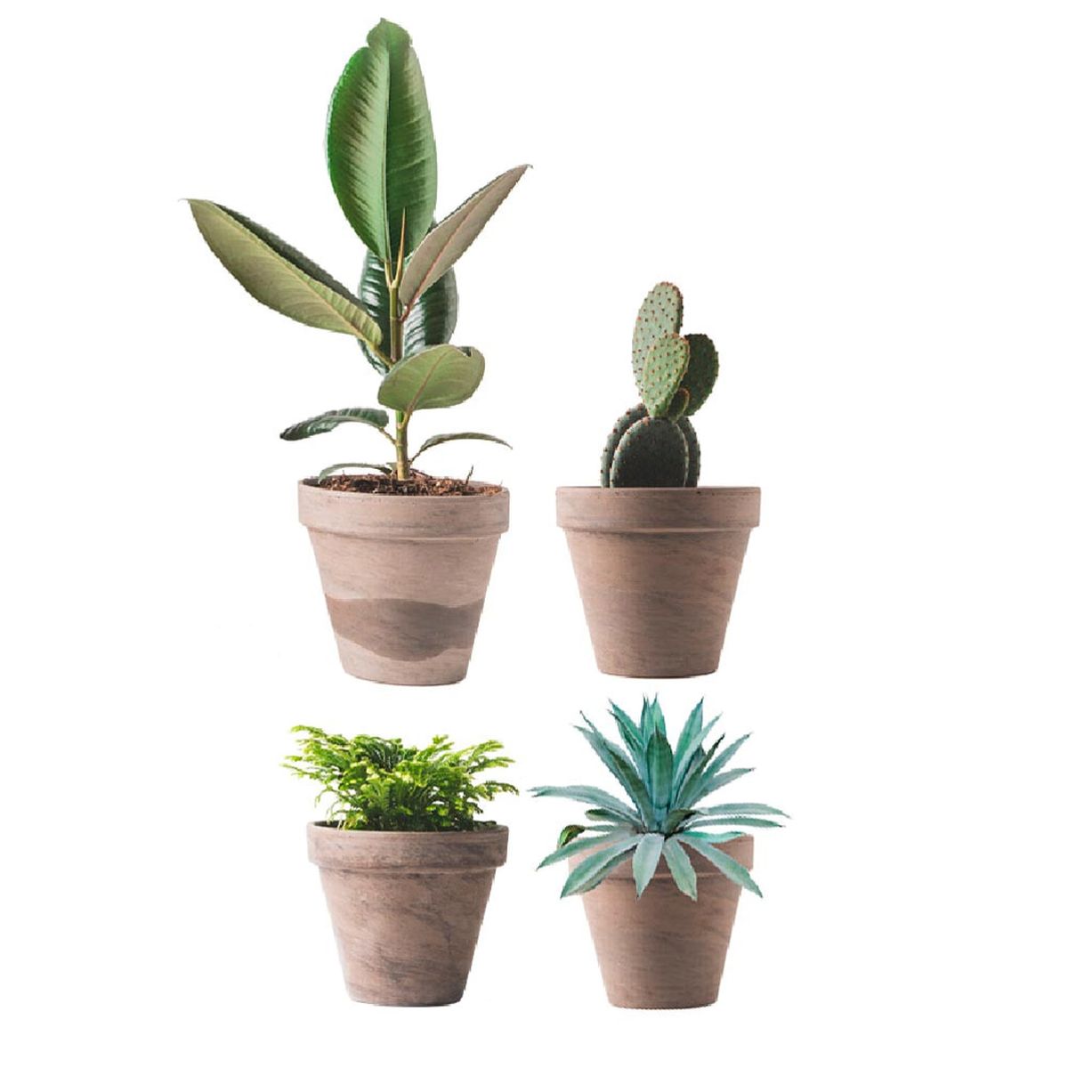 Stickers de vitres Plantes grasses, cactus et succulents en pots