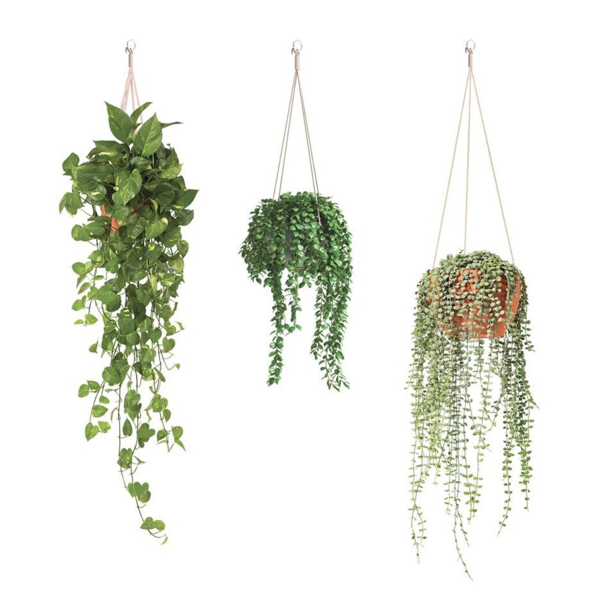 Sticker Dcoration Murale - Suspensions de Plantes