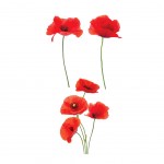 Stickers de vitres Coquelicots