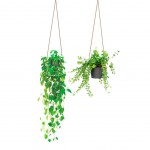 Sticker mural - Plantes Suspendues